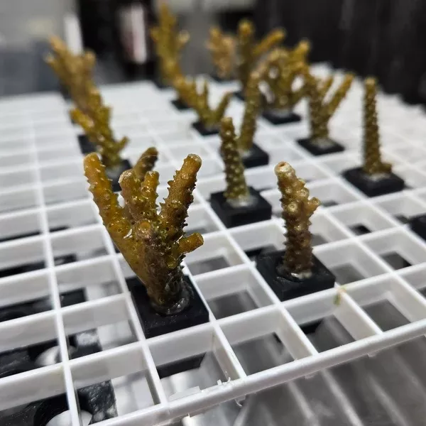 Egg Crate Acro Frag Plugs
